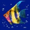 Цветная рыба